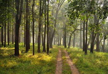 NAGARHOLE FOREST: A world famous reserve forest and a Tiger reserve